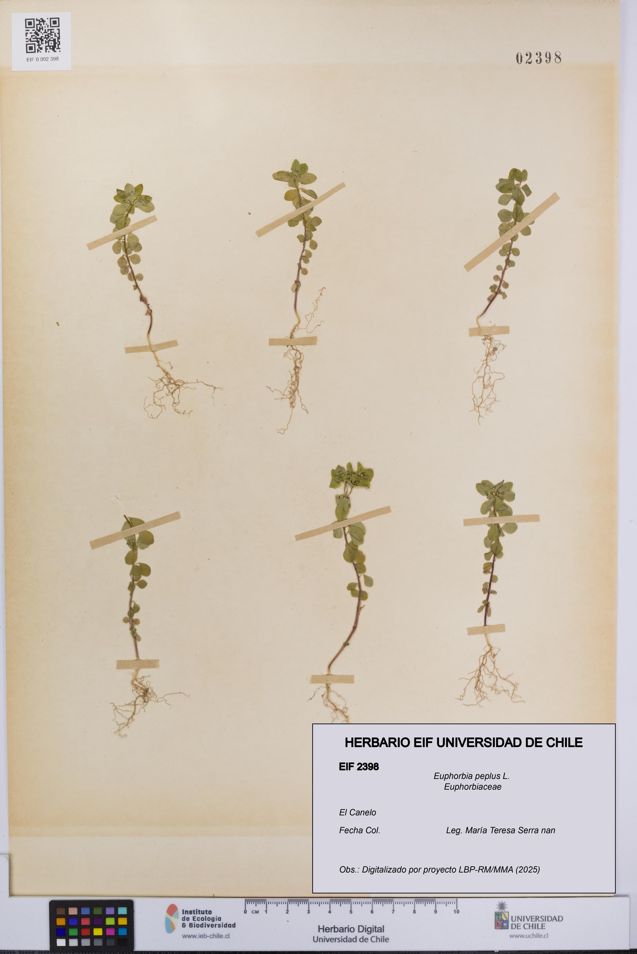 Euphorbia peplus [Espécimen: UCH:EIF:0002398]