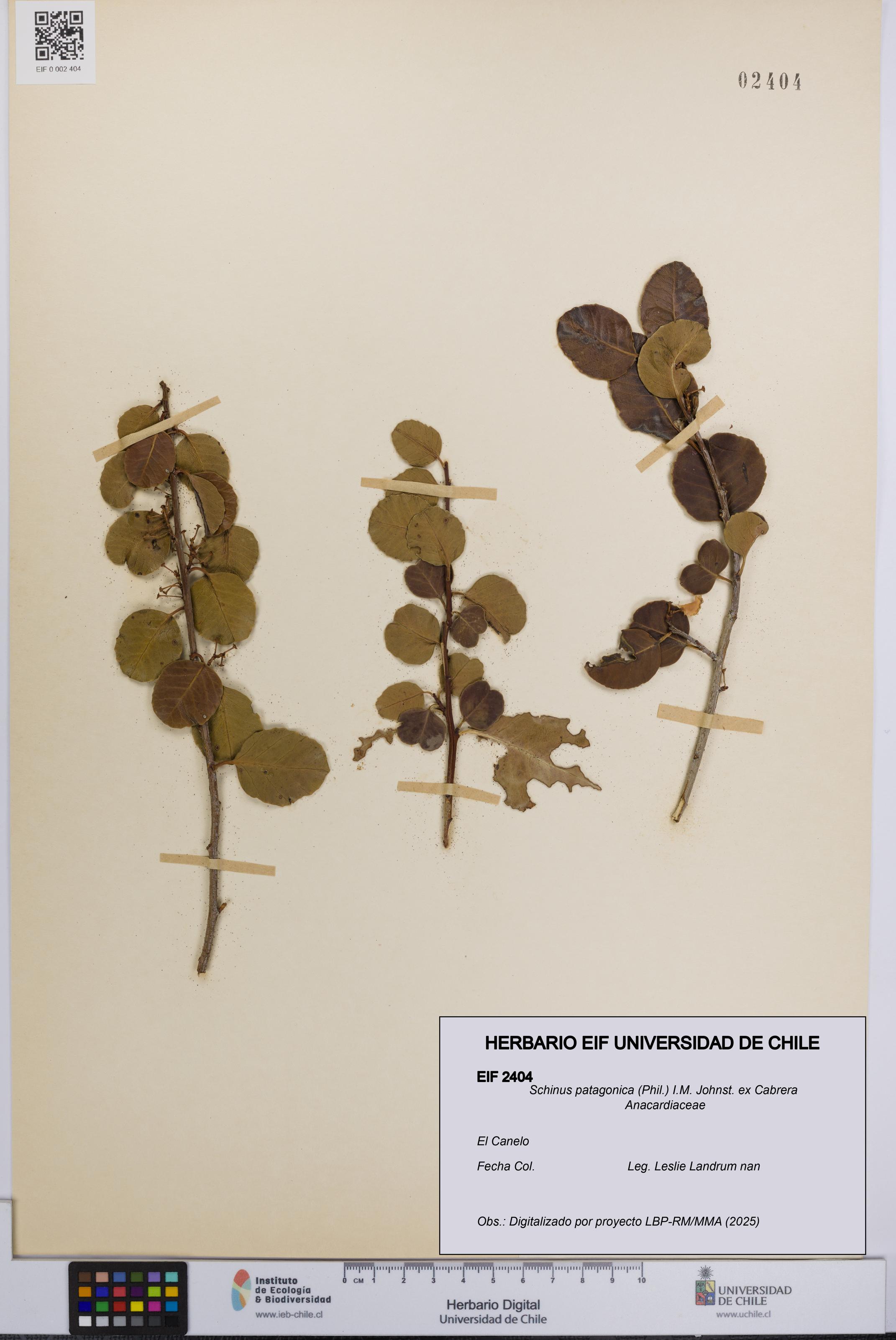 Schinus patagonica [Espécimen: UCH:EIF:0002404]