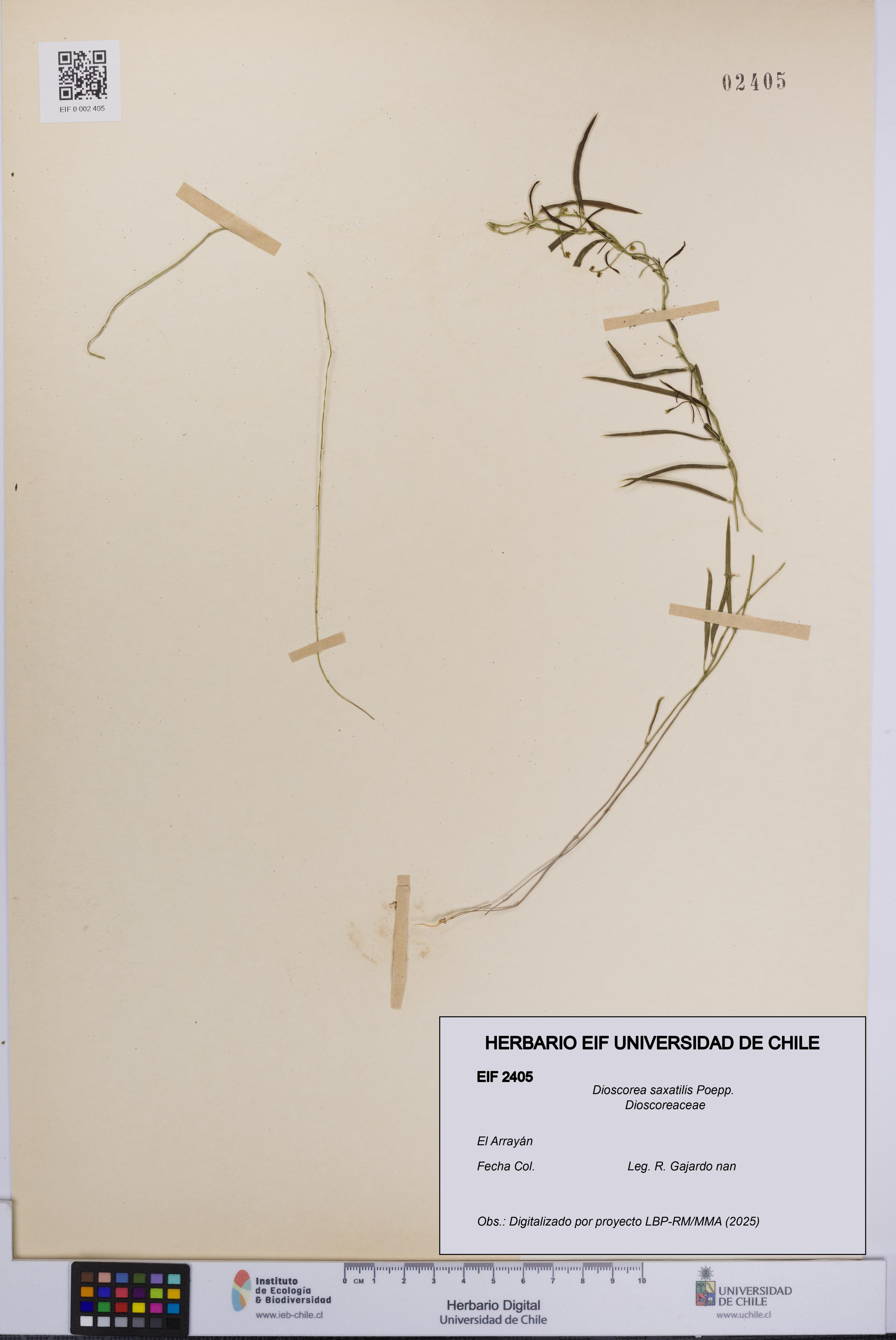 Dioscorea saxatilis [Espécimen: UCH:EIF:0002405]