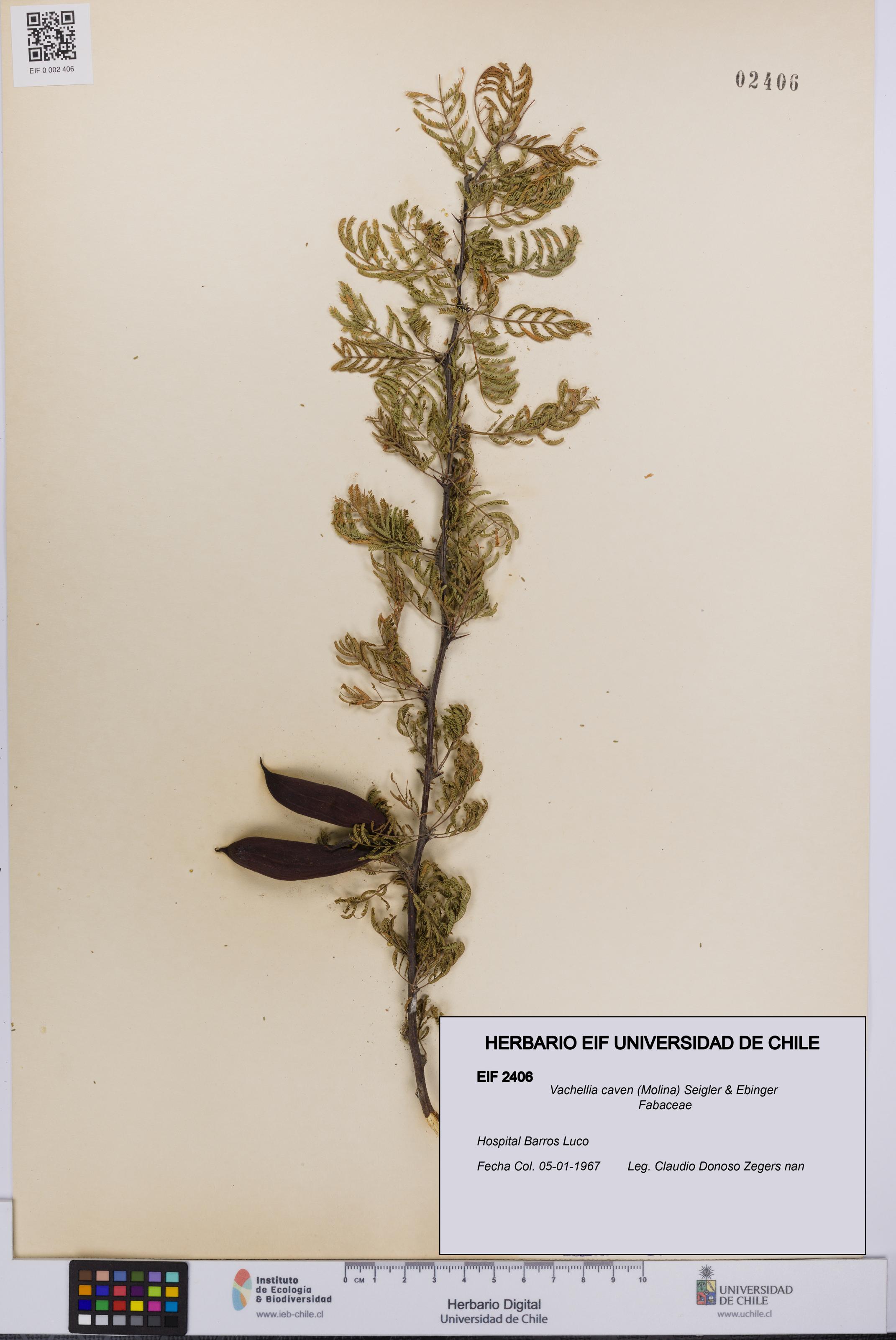 Vachellia caven [Espécimen: UCH:EIF:0002406]