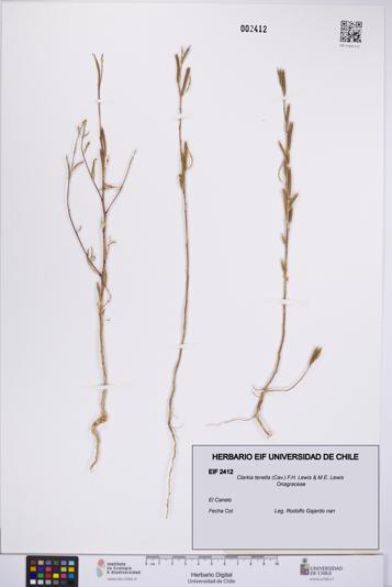Clarkia tenella [Espécimen: UCH:EIF:0002412]