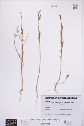 Clarkia tenella [Espécimen: UCH:EIF:0002412]