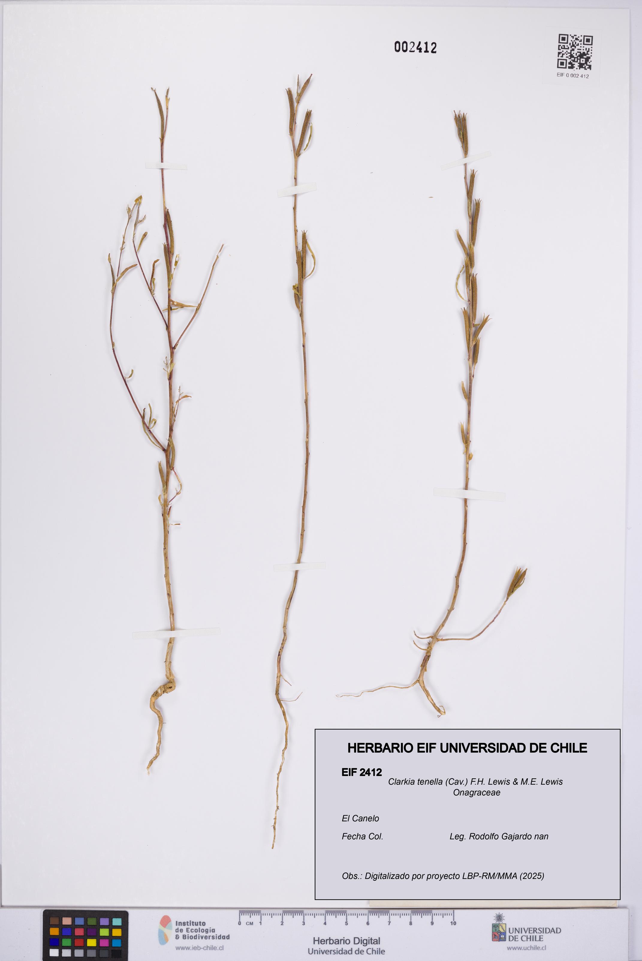 Clarkia tenella [Espécimen: UCH:EIF:0002412]