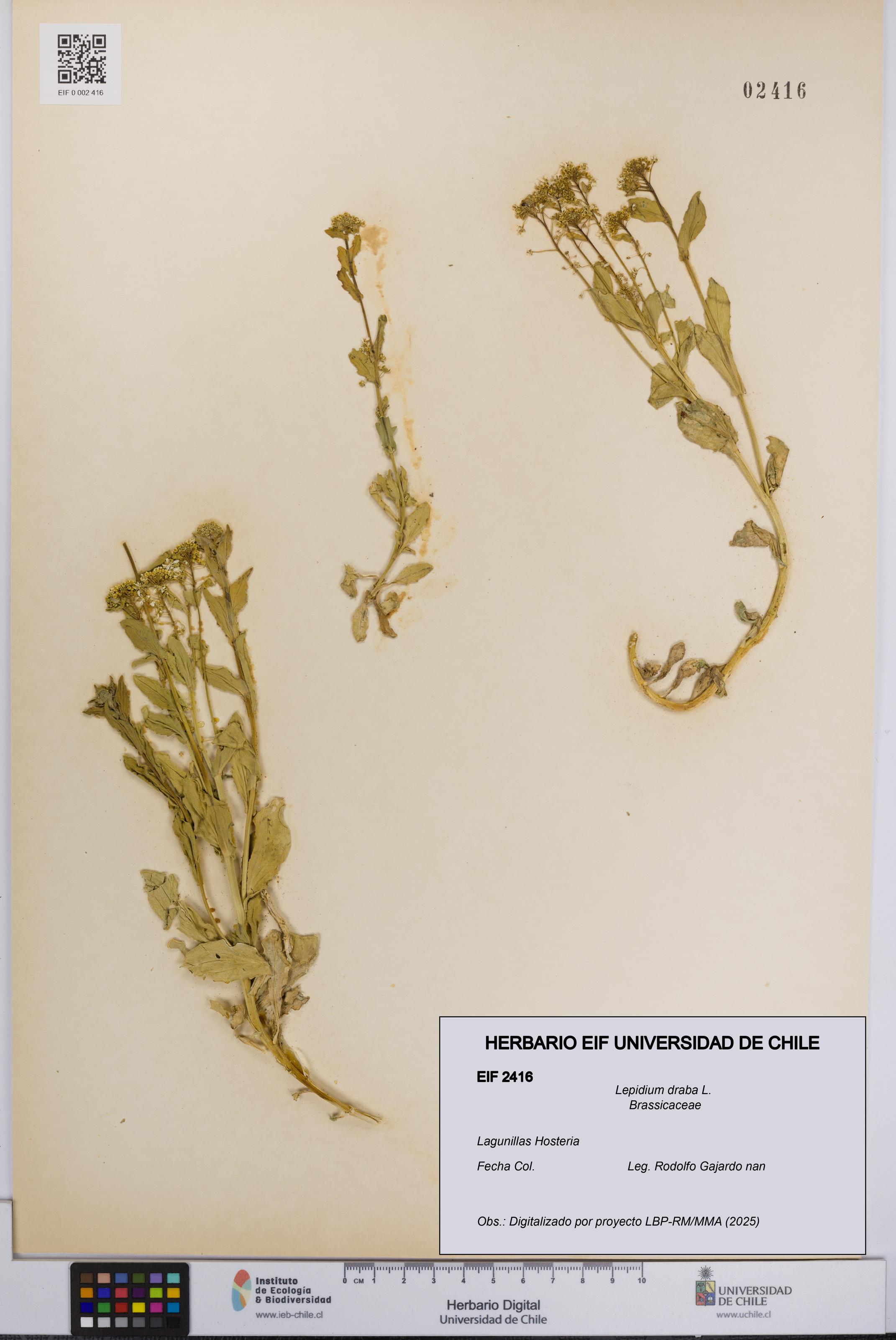 Lepidium draba [Espécimen: UCH:EIF:0002416]