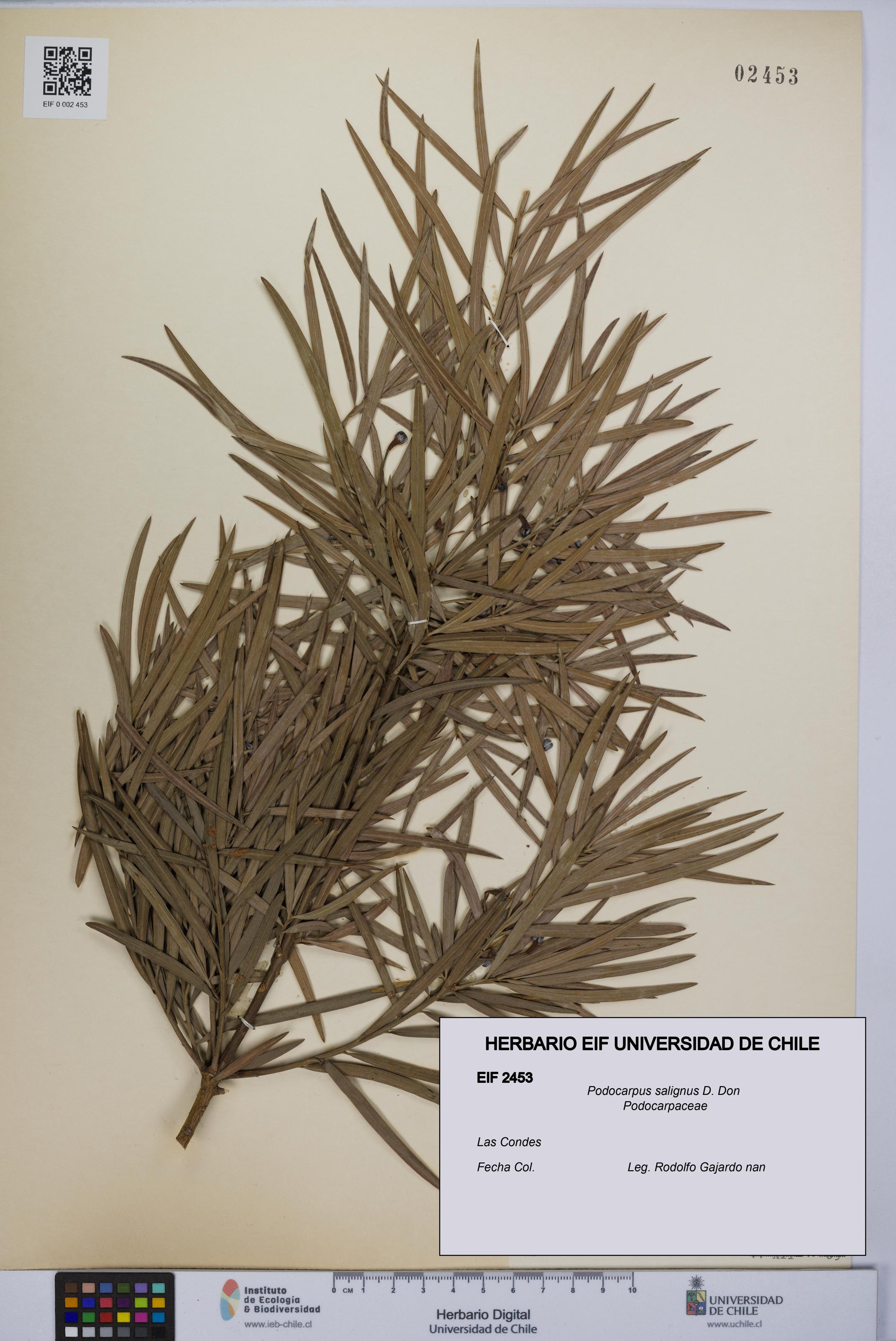 Podocarpus salignus [Espécimen: UCH:EIF:0002453]