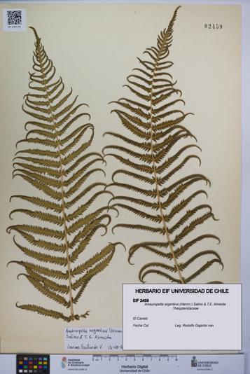 Amauropelta argentina [Espécimen: UCH:EIF:0002459]