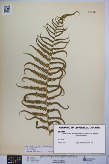 Amauropelta argentina [Espécimen: UCH:EIF:0002460]