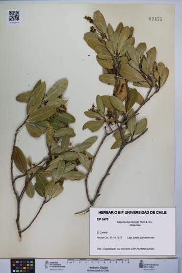 Kageneckia oblonga [Espécimen: UCH:EIF:0002475]