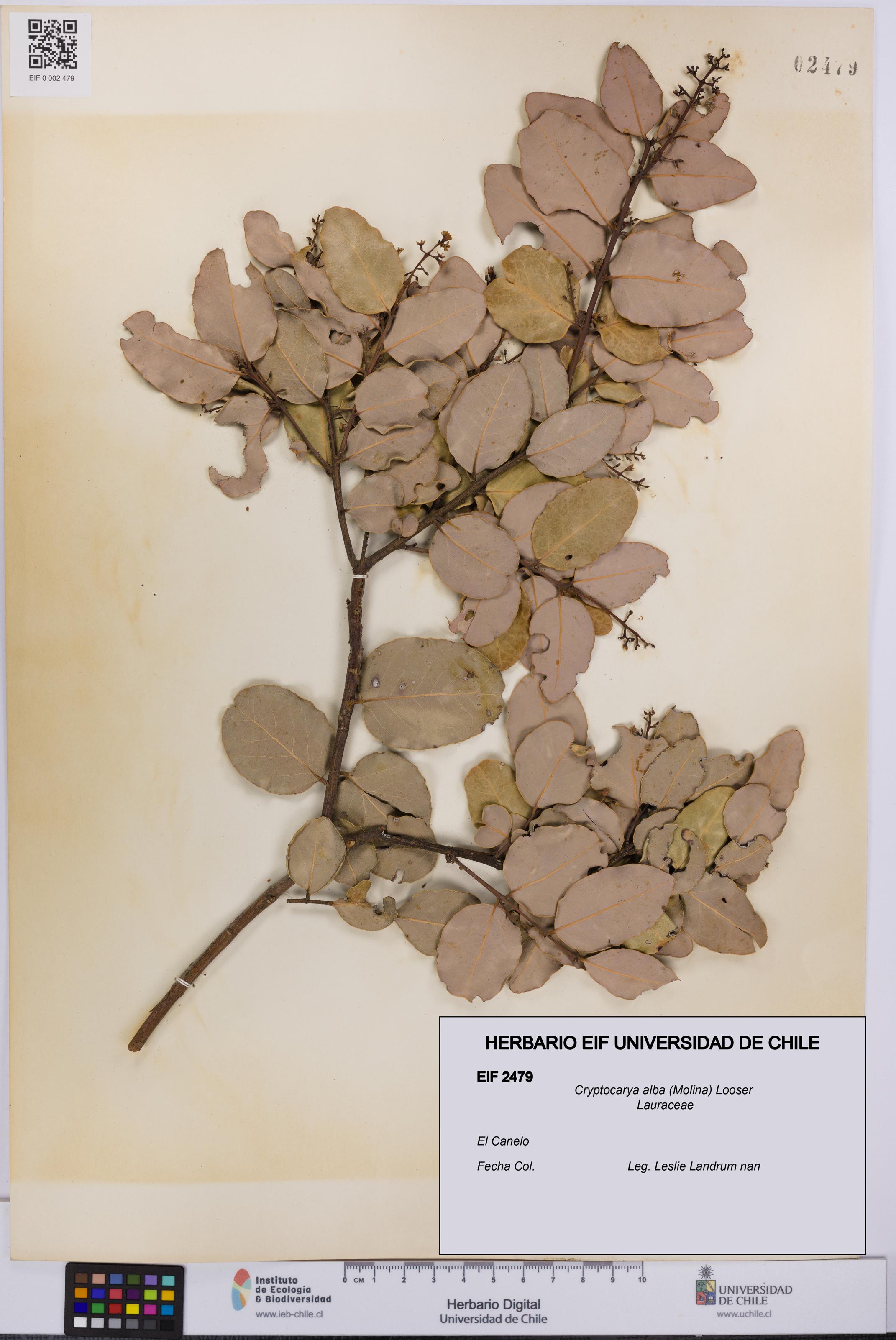 Cryptocarya alba [Espécimen: UCH:EIF:0002479]