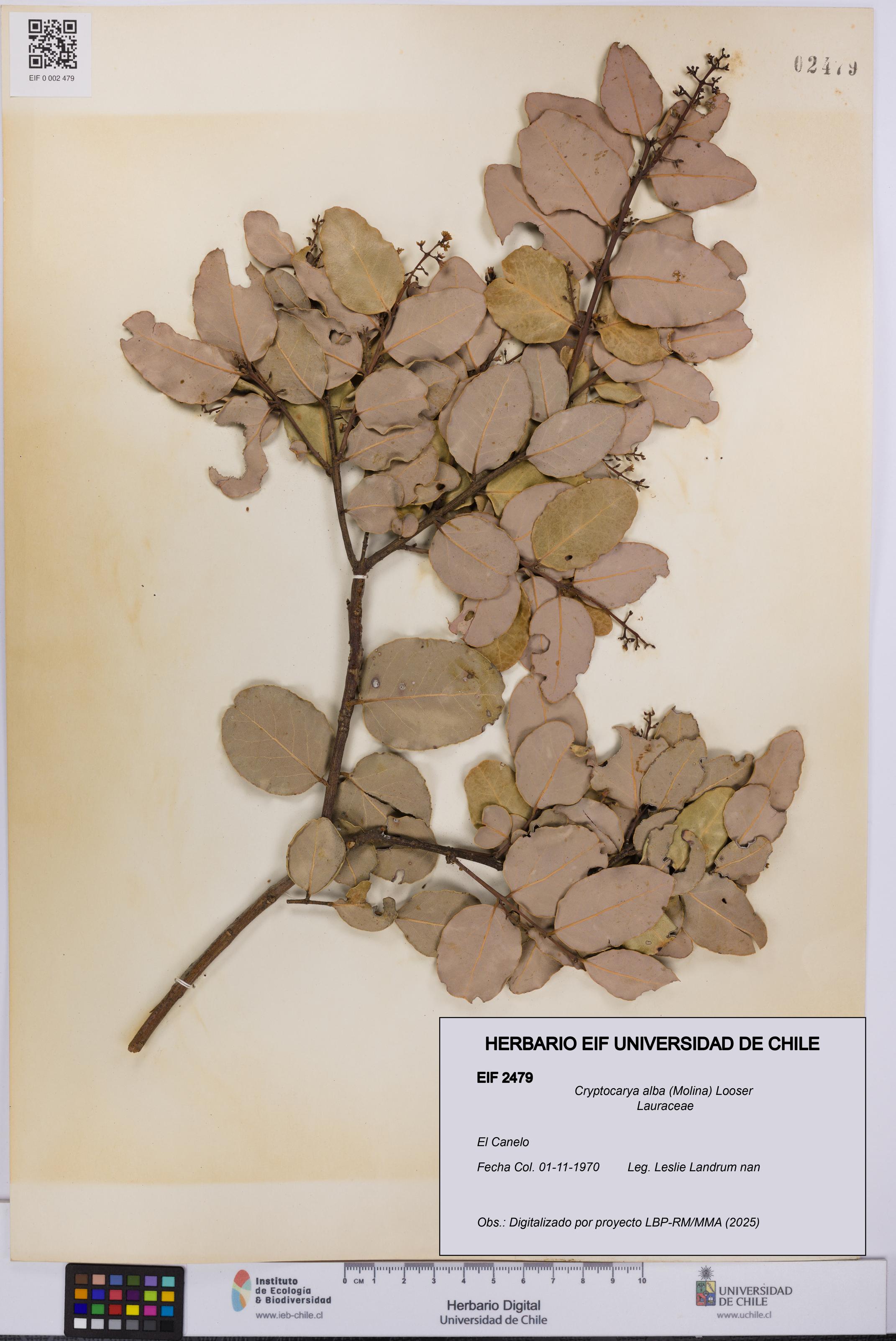 Cryptocarya alba [Espécimen: UCH:EIF:0002479]