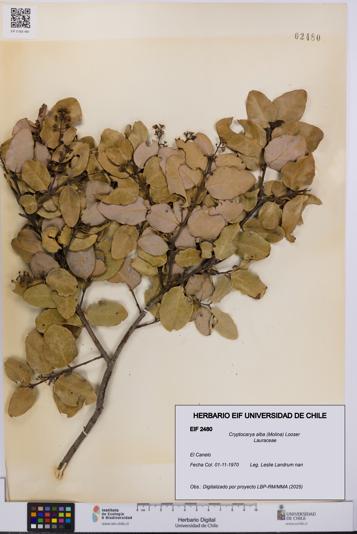 Cryptocarya alba [Espécimen: UCH:EIF:0002480]