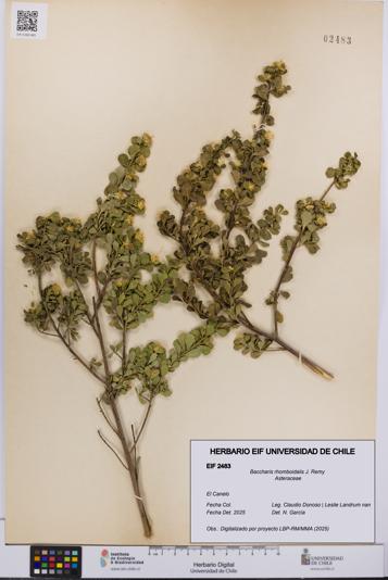 Baccharis rhomboidalis [Espécimen: UCH:EIF:0002483]