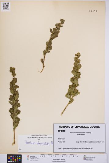 Baccharis rhomboidalis [Espécimen: UCH:EIF:0002484]