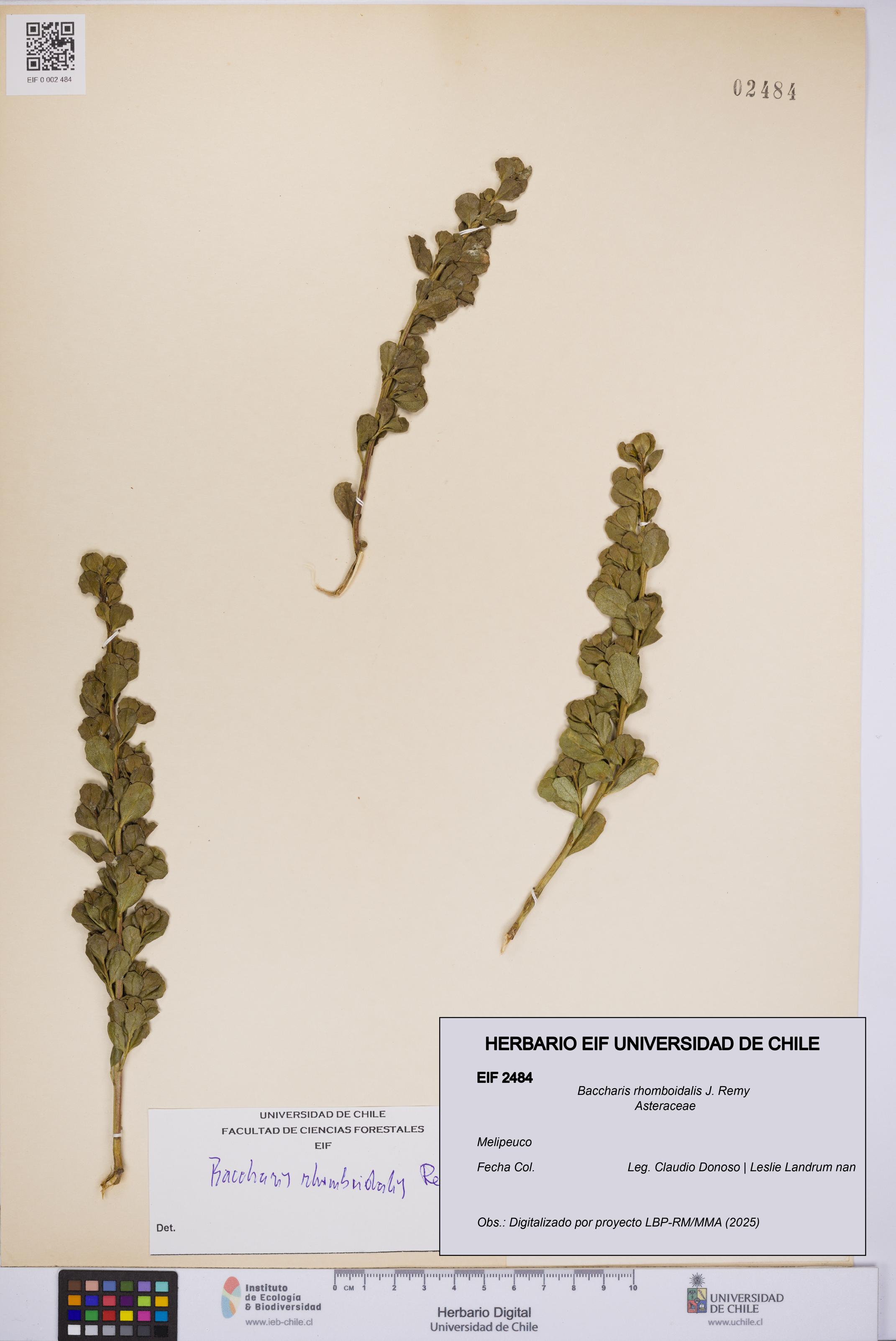 Baccharis rhomboidalis [Espécimen: UCH:EIF:0002484]