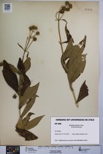 Buddleja globosa [Espécimen: UCH:EIF:0002485]