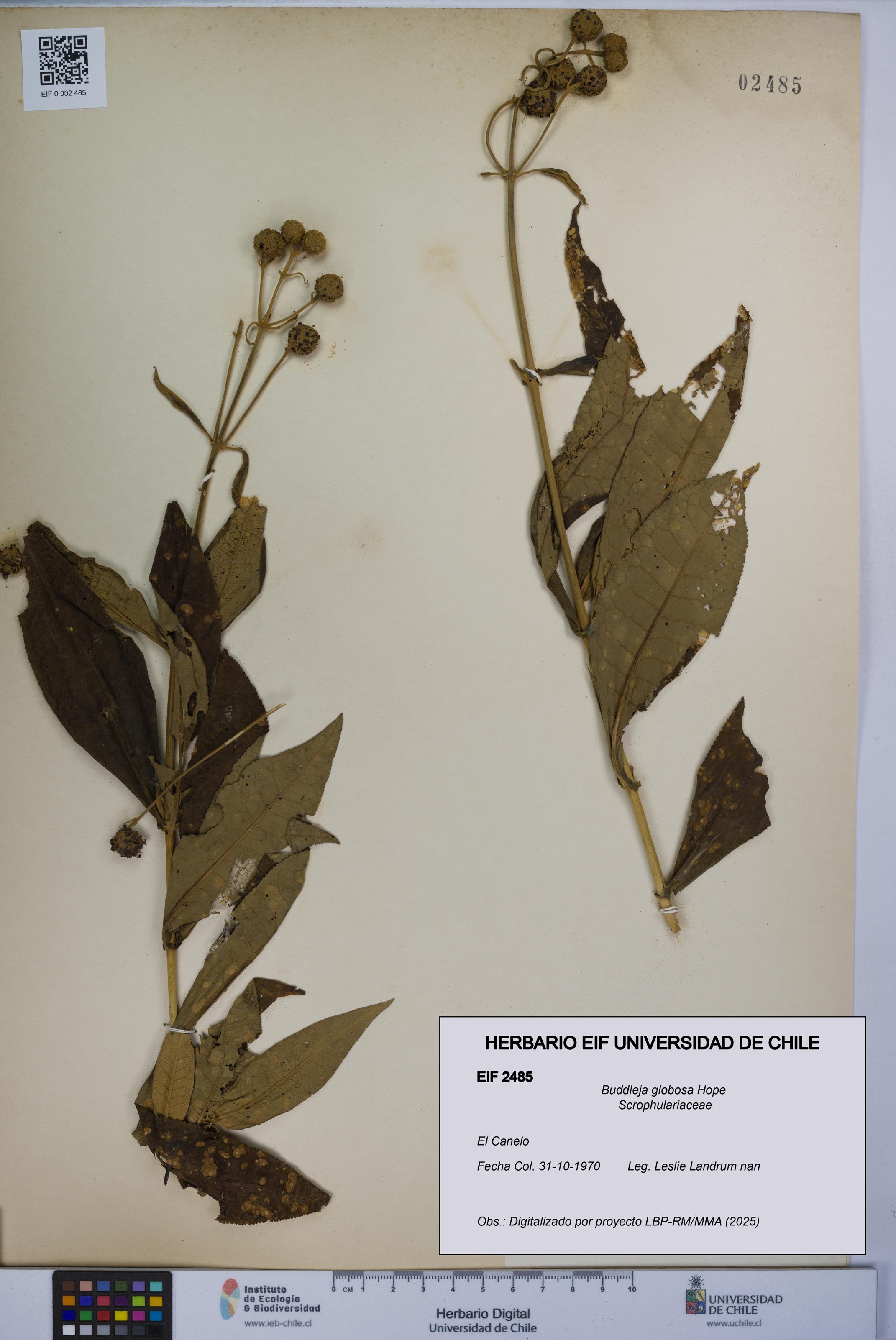 Buddleja globosa [Espécimen: UCH:EIF:0002485]