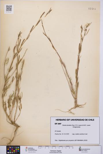 Clarkia tenella [Espécimen: UCH:EIF:0002487]