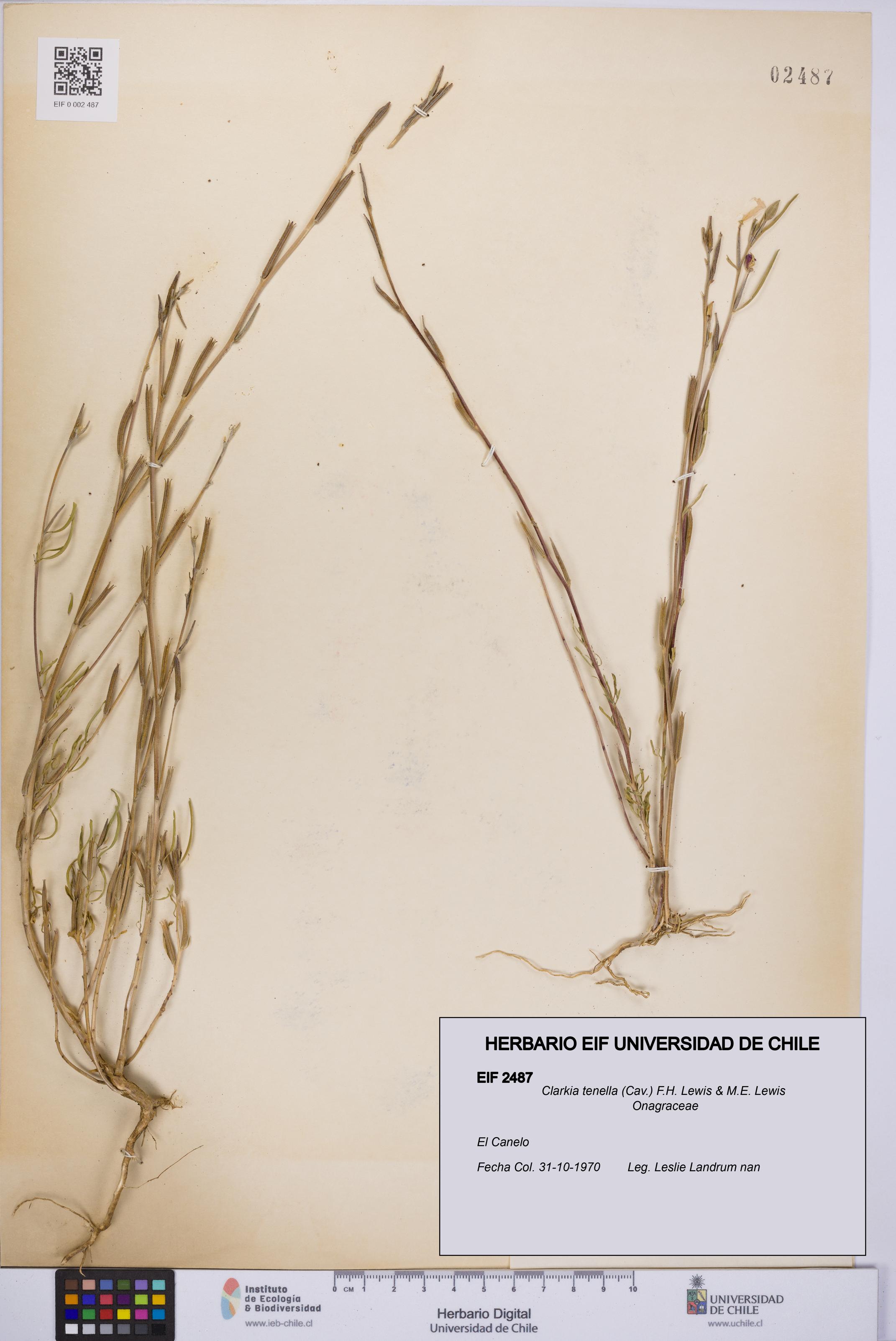 Clarkia tenella [Espécimen: UCH:EIF:0002487]