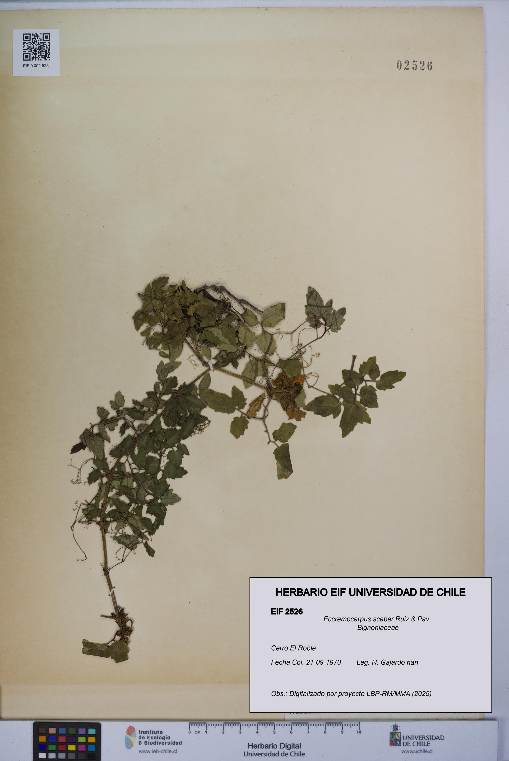 Eccremocarpus scaber [Espécimen: UCH:EIF:0002526]