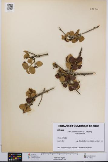 Schinus latifolia [Espécimen: UCH:EIF:0002636]