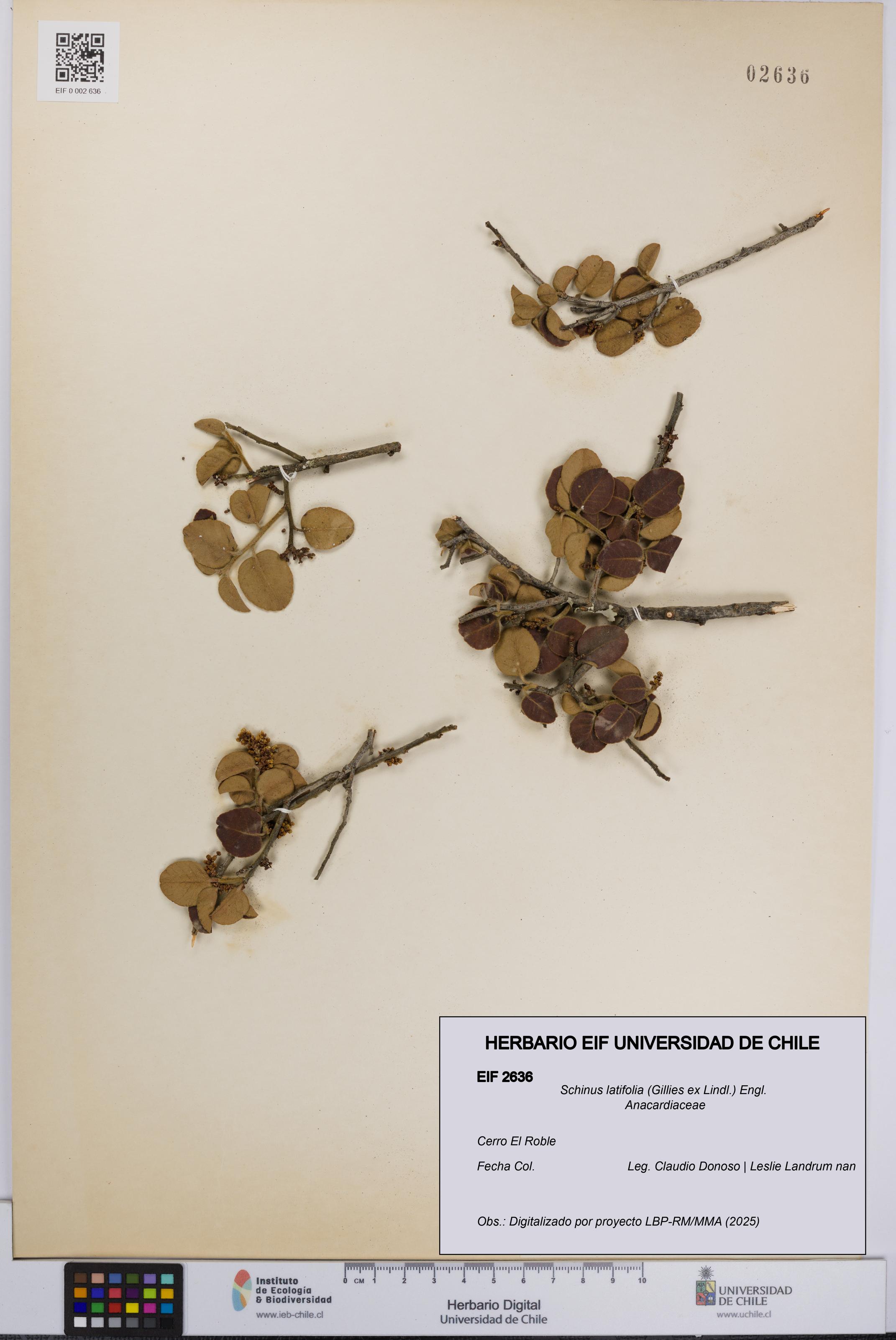 Schinus latifolia [Espécimen: UCH:EIF:0002636]