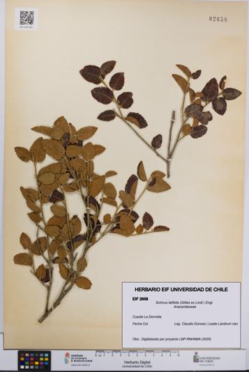 Schinus latifolia [Espécimen: UCH:EIF:0002658]