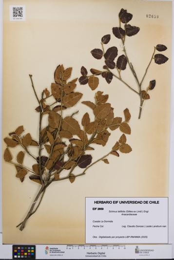 Schinus latifolia [Espécimen: UCH:EIF:0002659]