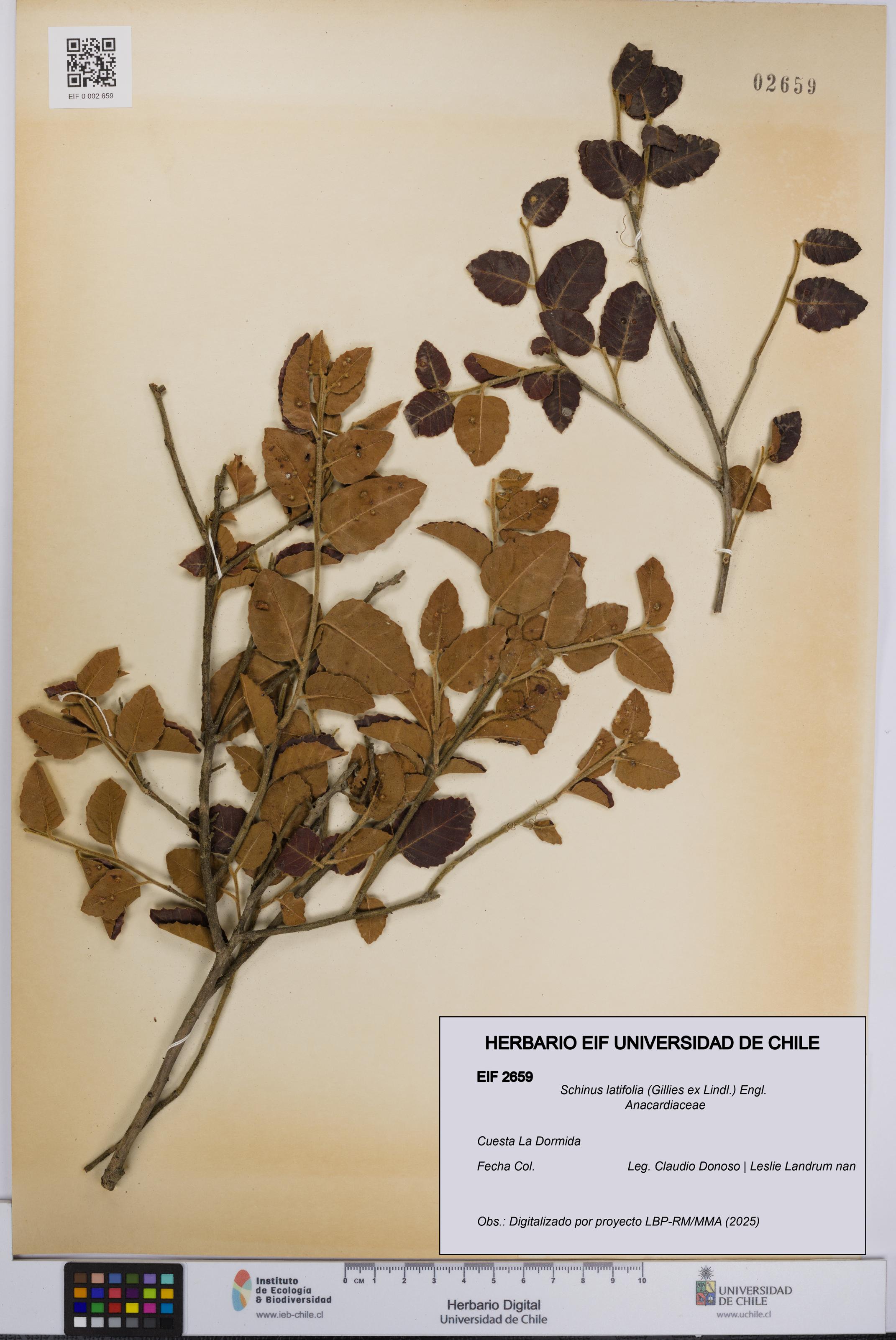 Schinus latifolia [Espécimen: UCH:EIF:0002659]