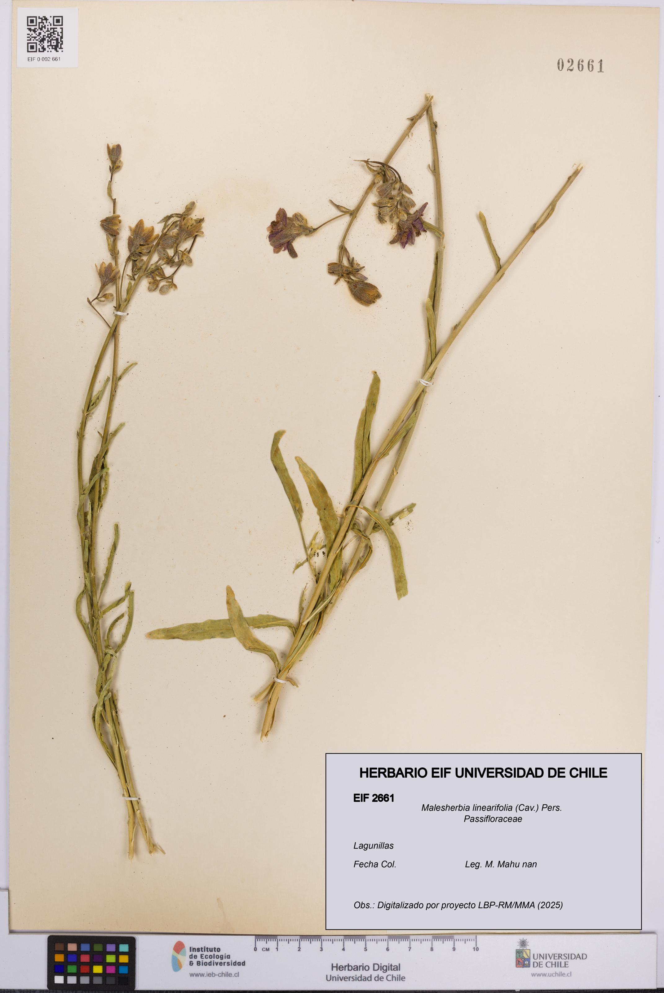 Malesherbia linearifolia [Espécimen: UCH:EIF:0002661]
