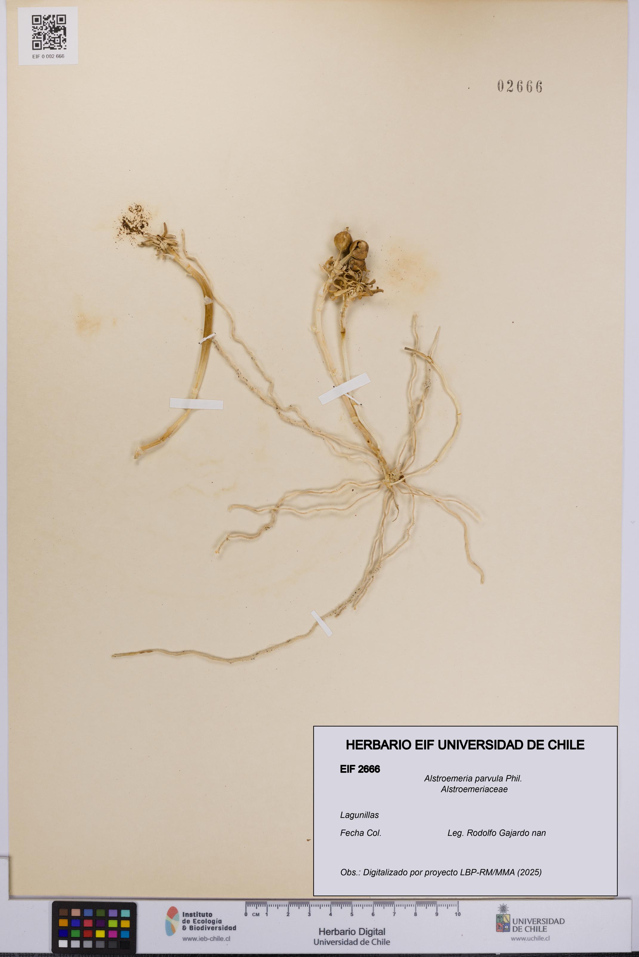 Alstroemeria parvula [Espécimen: UCH:EIF:0002666]