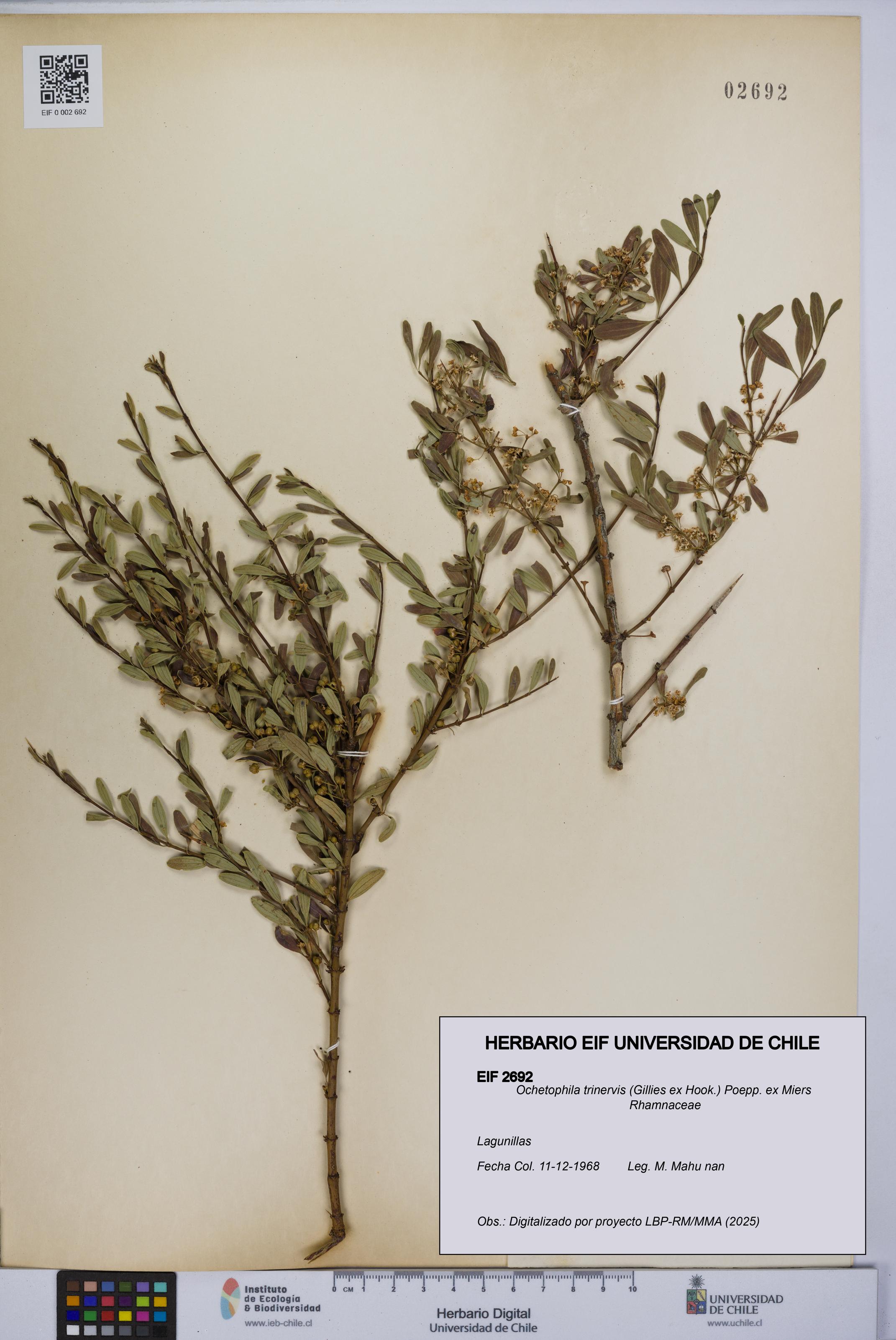 Ochetophila trinervis [Espécimen: UCH:EIF:0002692]