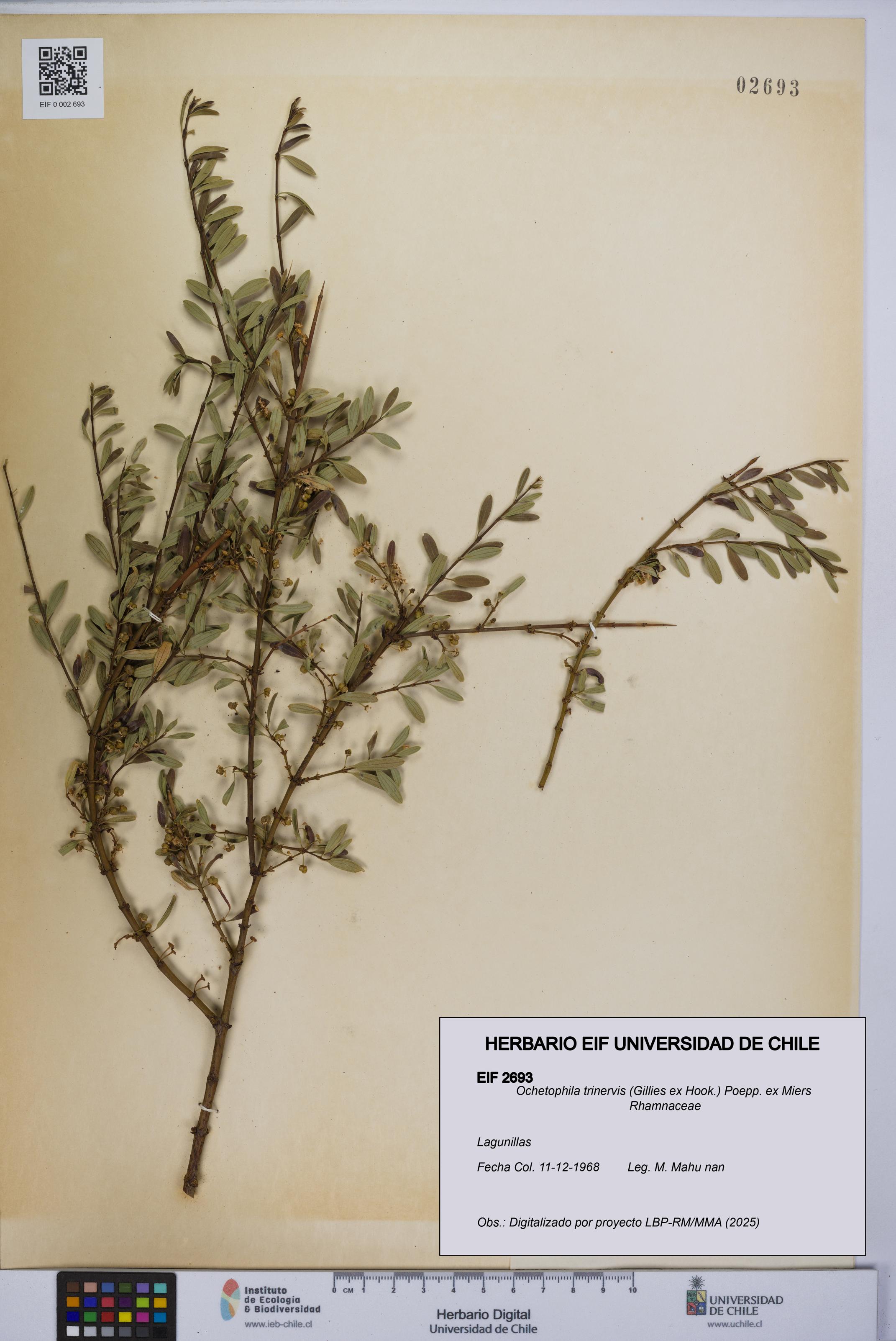 Ochetophila trinervis [Espécimen: UCH:EIF:0002693]