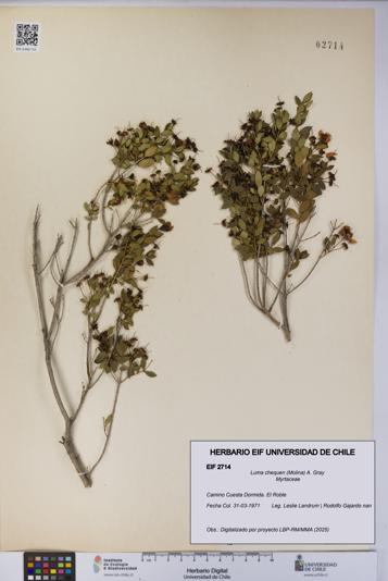 Luma chequen [Espécimen: UCH:EIF:0002714]