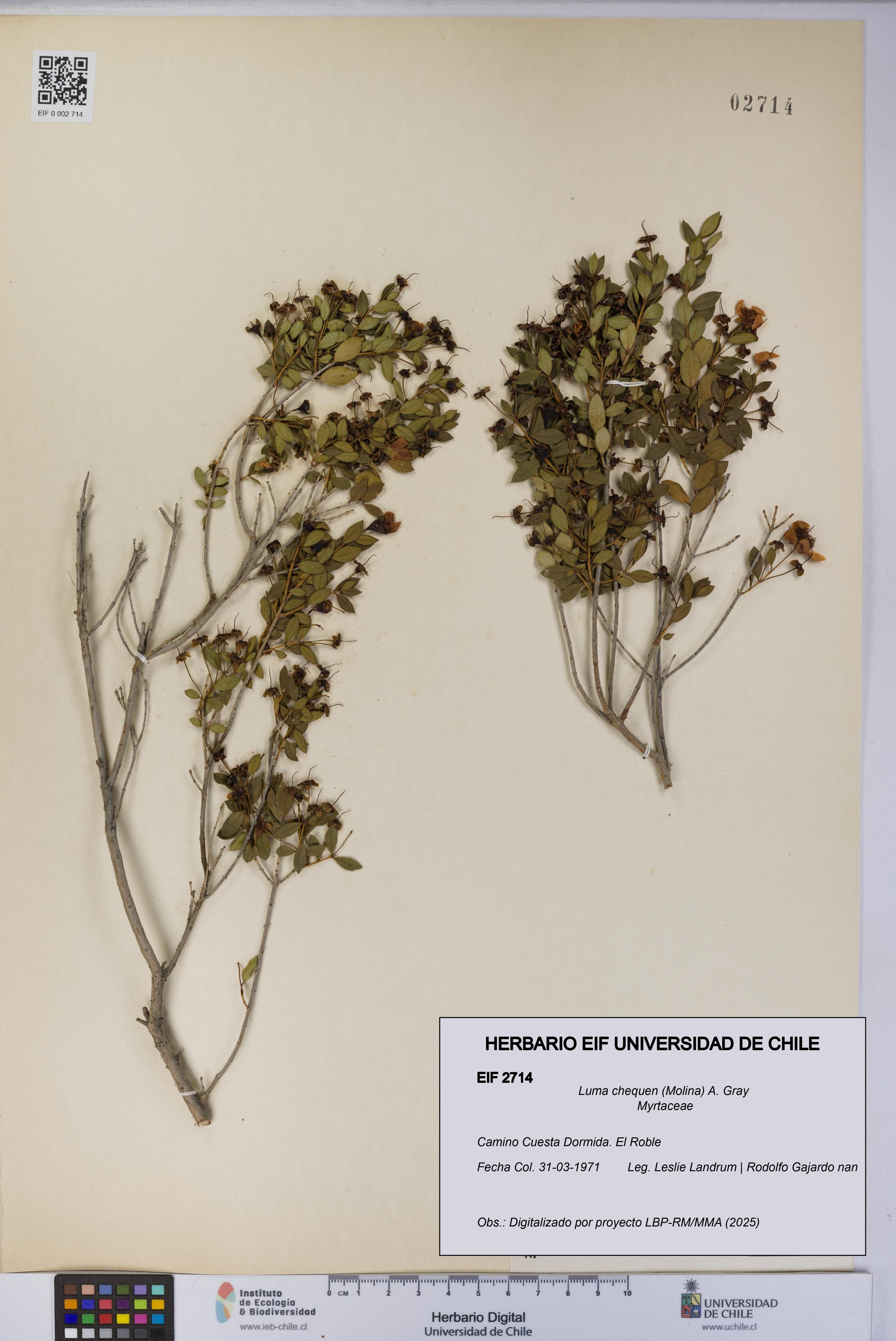 Luma chequen [Espécimen: UCH:EIF:0002714]