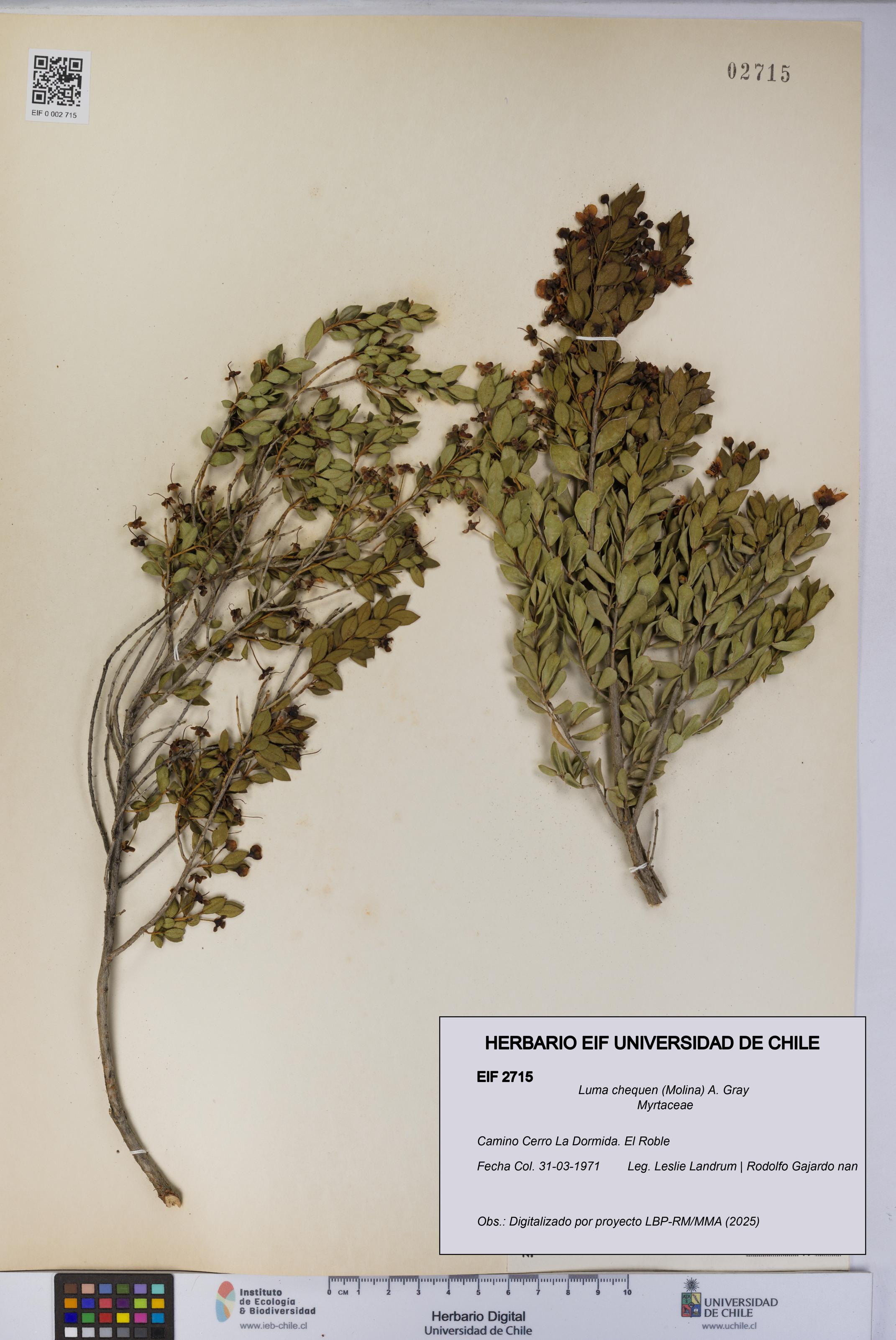 Luma chequen [Espécimen: UCH:EIF:0002715]