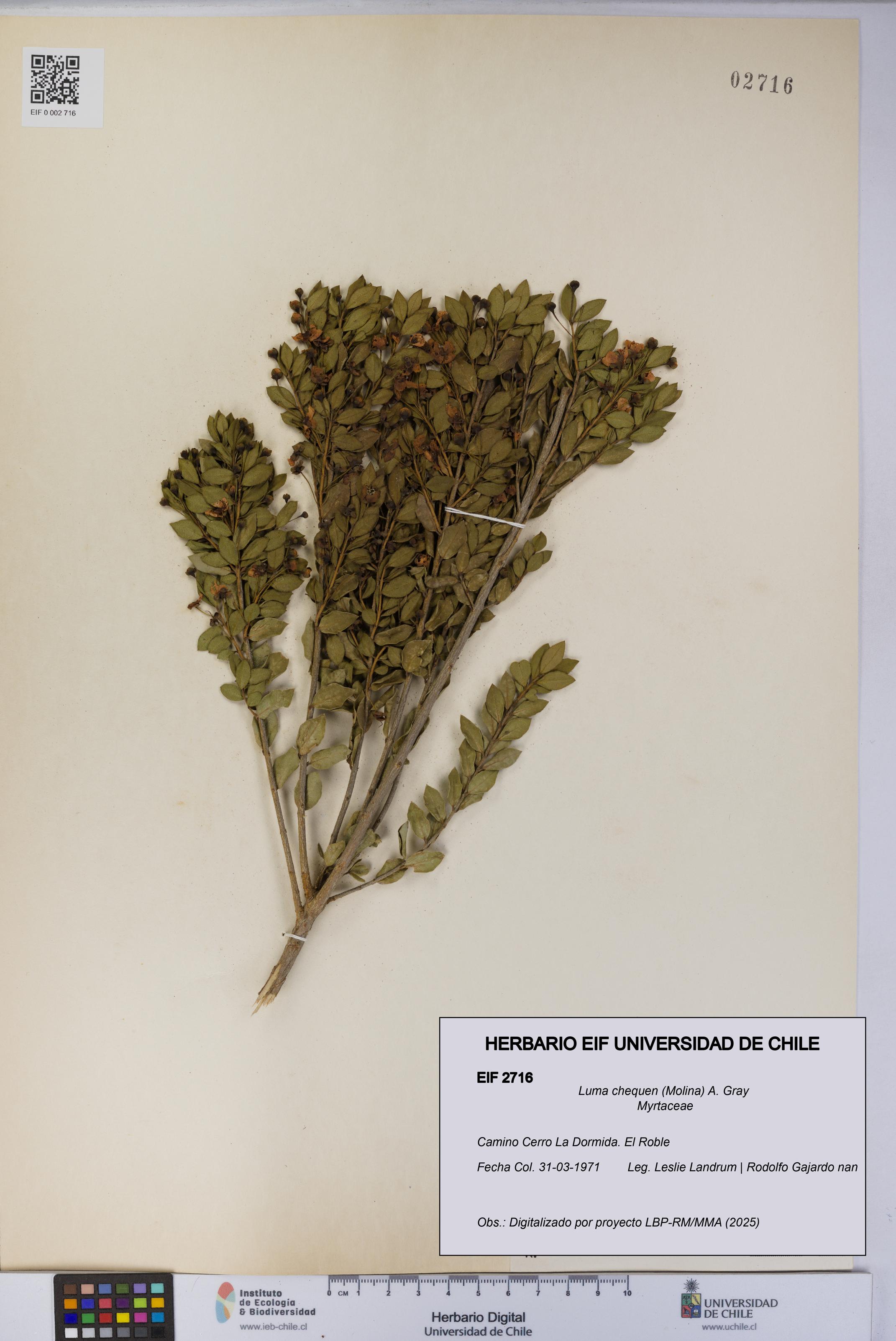 Luma chequen [Espécimen: UCH:EIF:0002716]