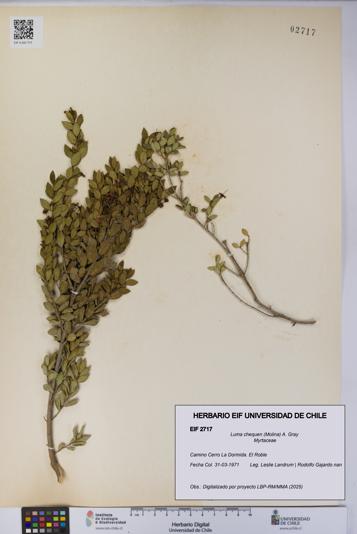 Luma chequen [Espécimen: UCH:EIF:0002717]