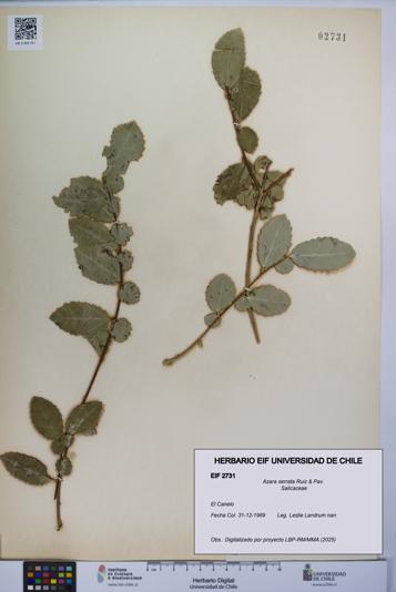 Azara serrata [Espécimen: UCH:EIF:0002731]