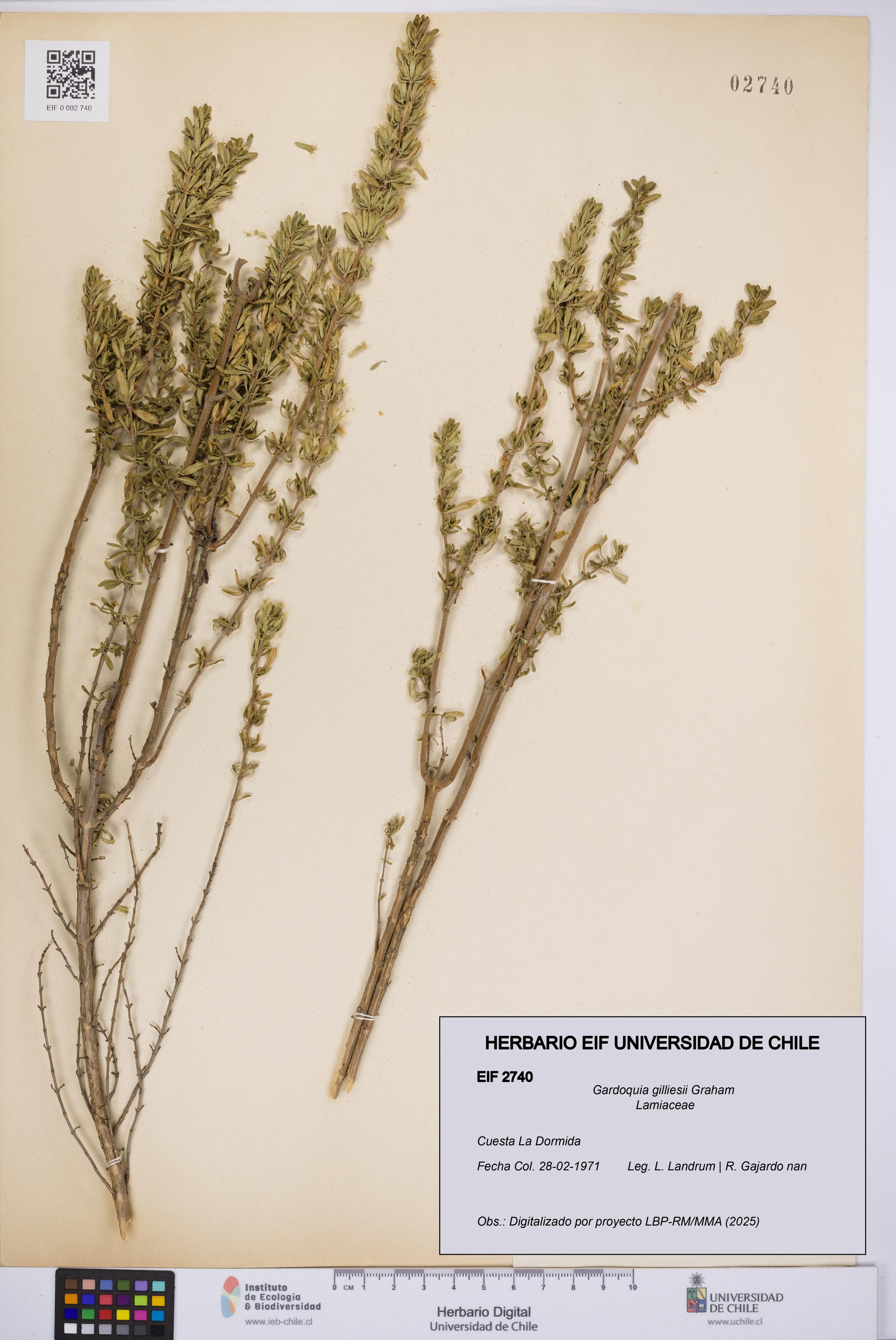 Gardoquia gilliesii [Espécimen: UCH:EIF:0002740]