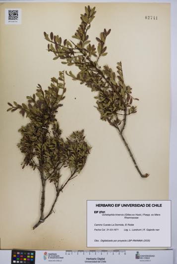 Ochetophila trinervis [Espécimen: UCH:EIF:0002741]