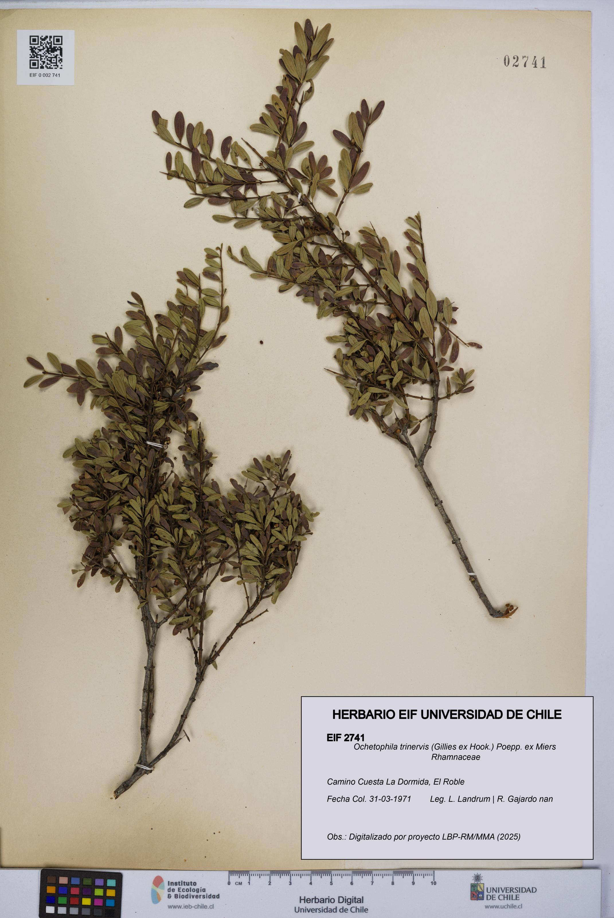 Ochetophila trinervis [Espécimen: UCH:EIF:0002741]