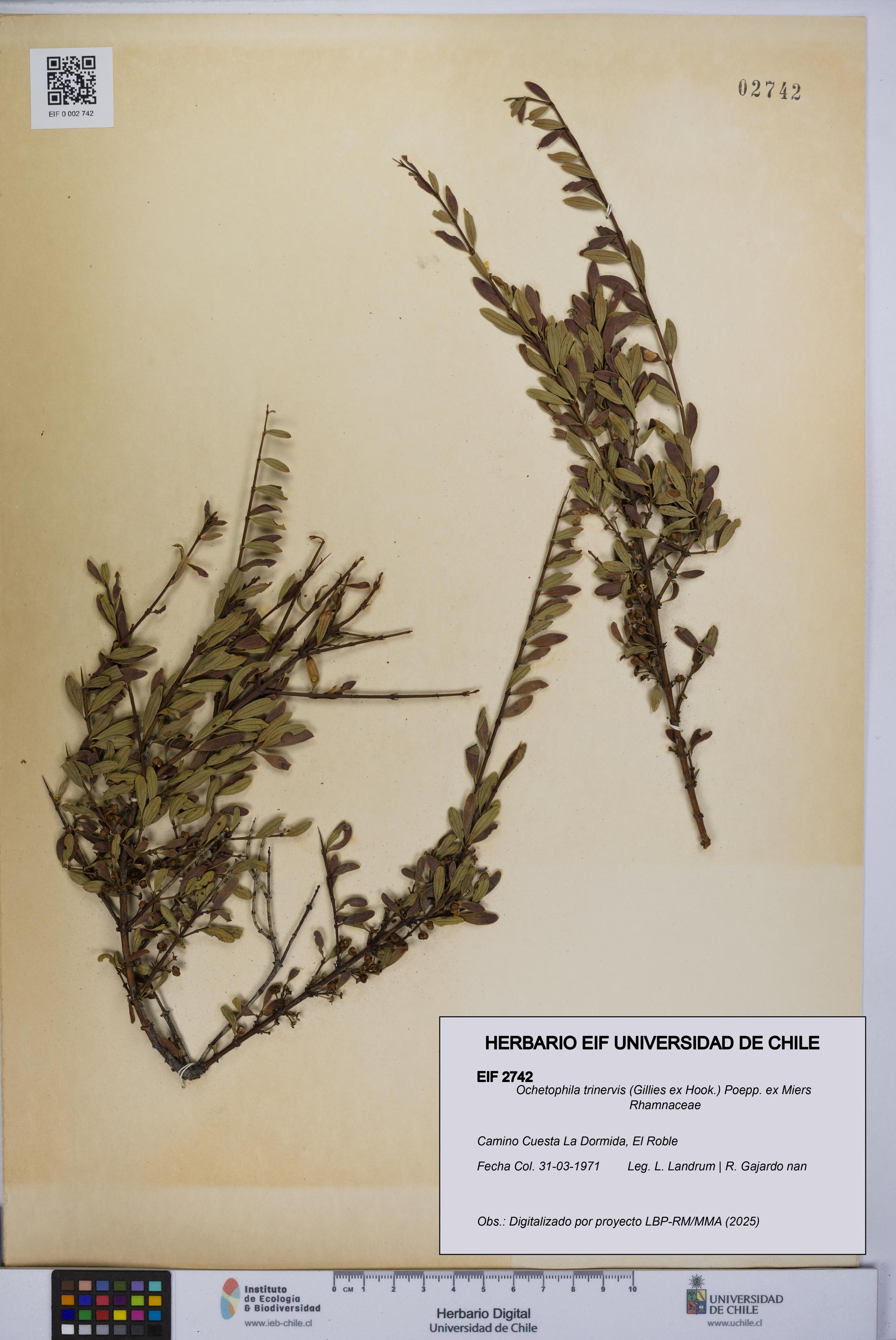 Ochetophila trinervis [Espécimen: UCH:EIF:0002742]