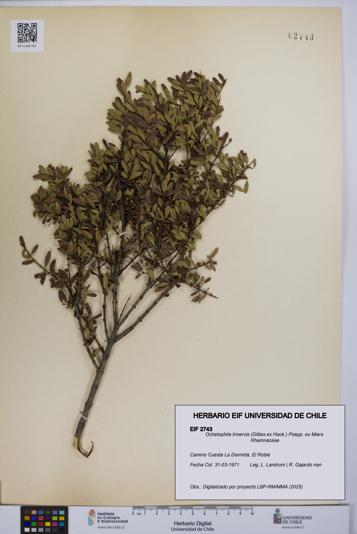 Ochetophila trinervis [Espécimen: UCH:EIF:0002743]