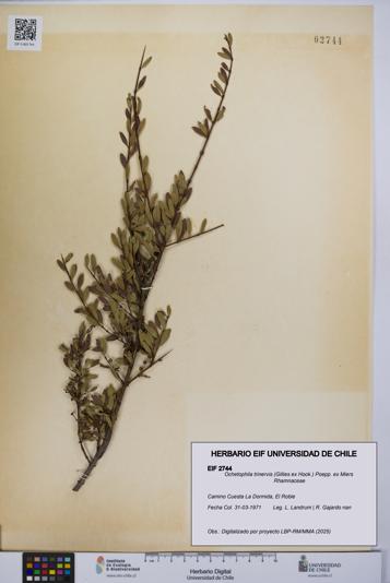 Ochetophila trinervis [Espécimen: UCH:EIF:0002744]