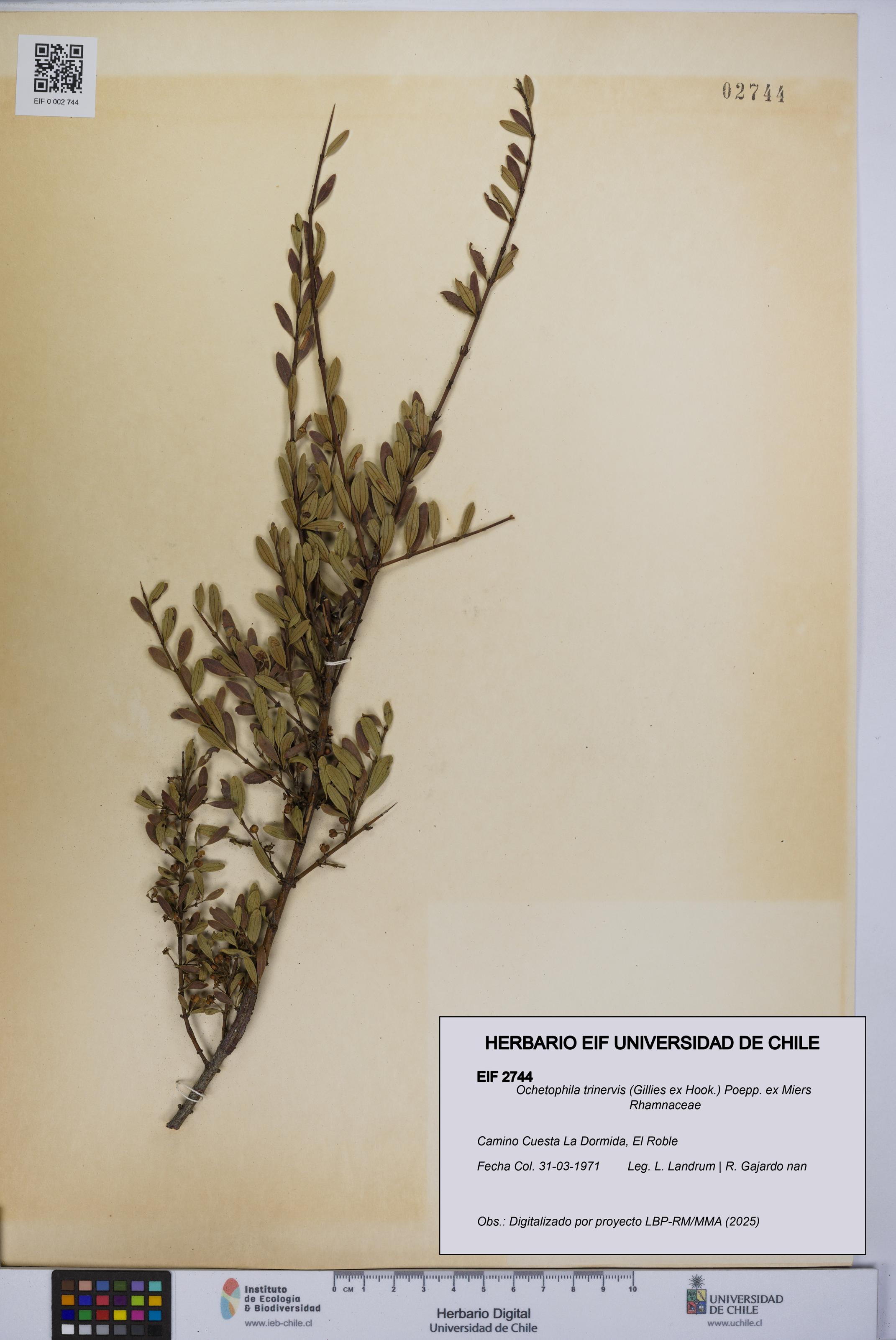 Ochetophila trinervis [Espécimen: UCH:EIF:0002744]