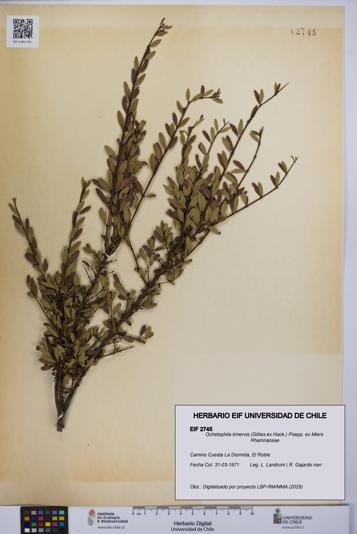 Ochetophila trinervis [Espécimen: UCH:EIF:0002745]