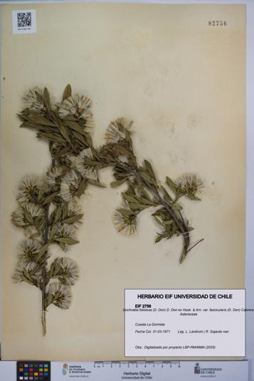 Gochnatia foliolosa var. fascicularis [Espécimen: UCH:EIF:0002756]