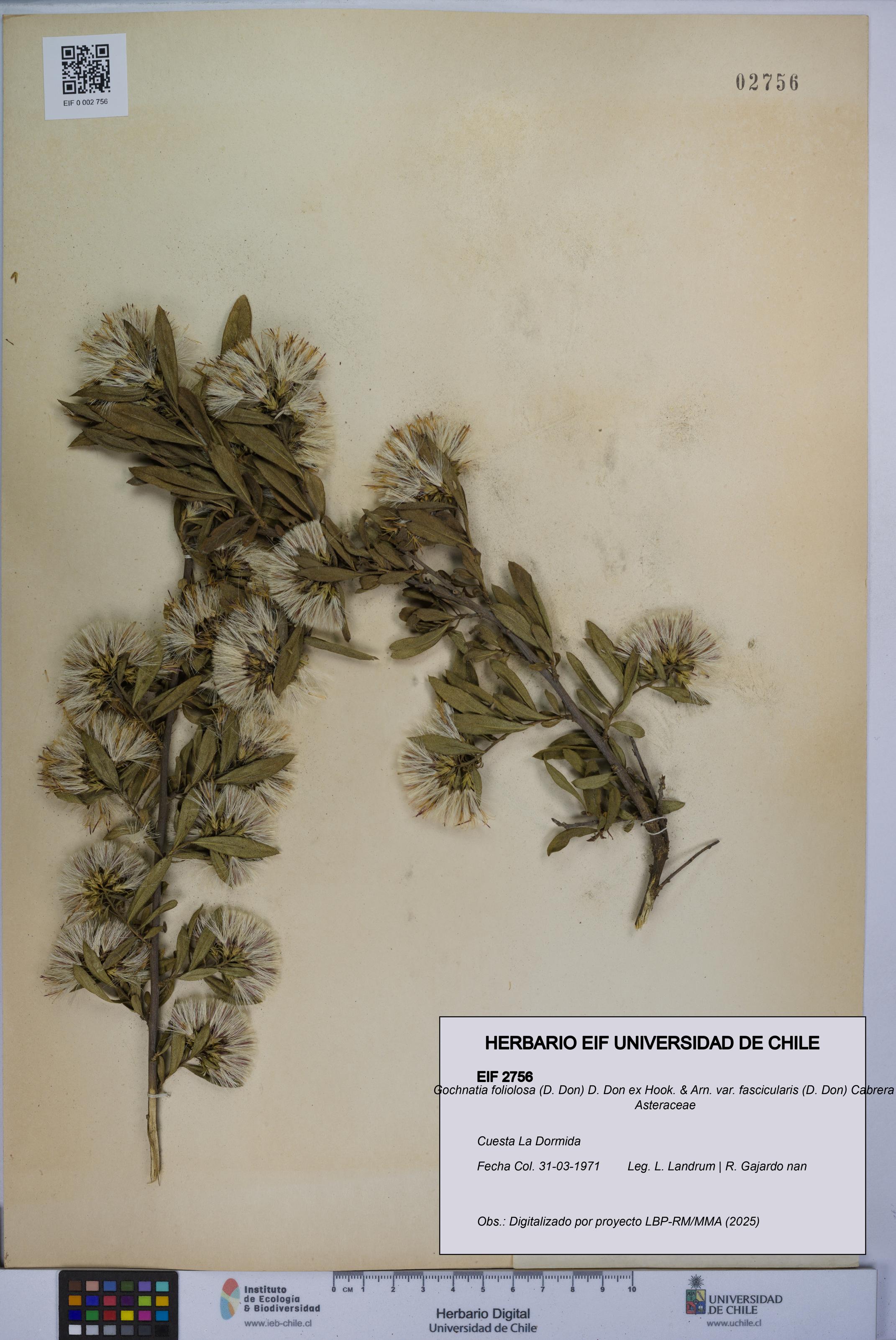 Gochnatia foliolosa var. fascicularis [Espécimen: UCH:EIF:0002756]