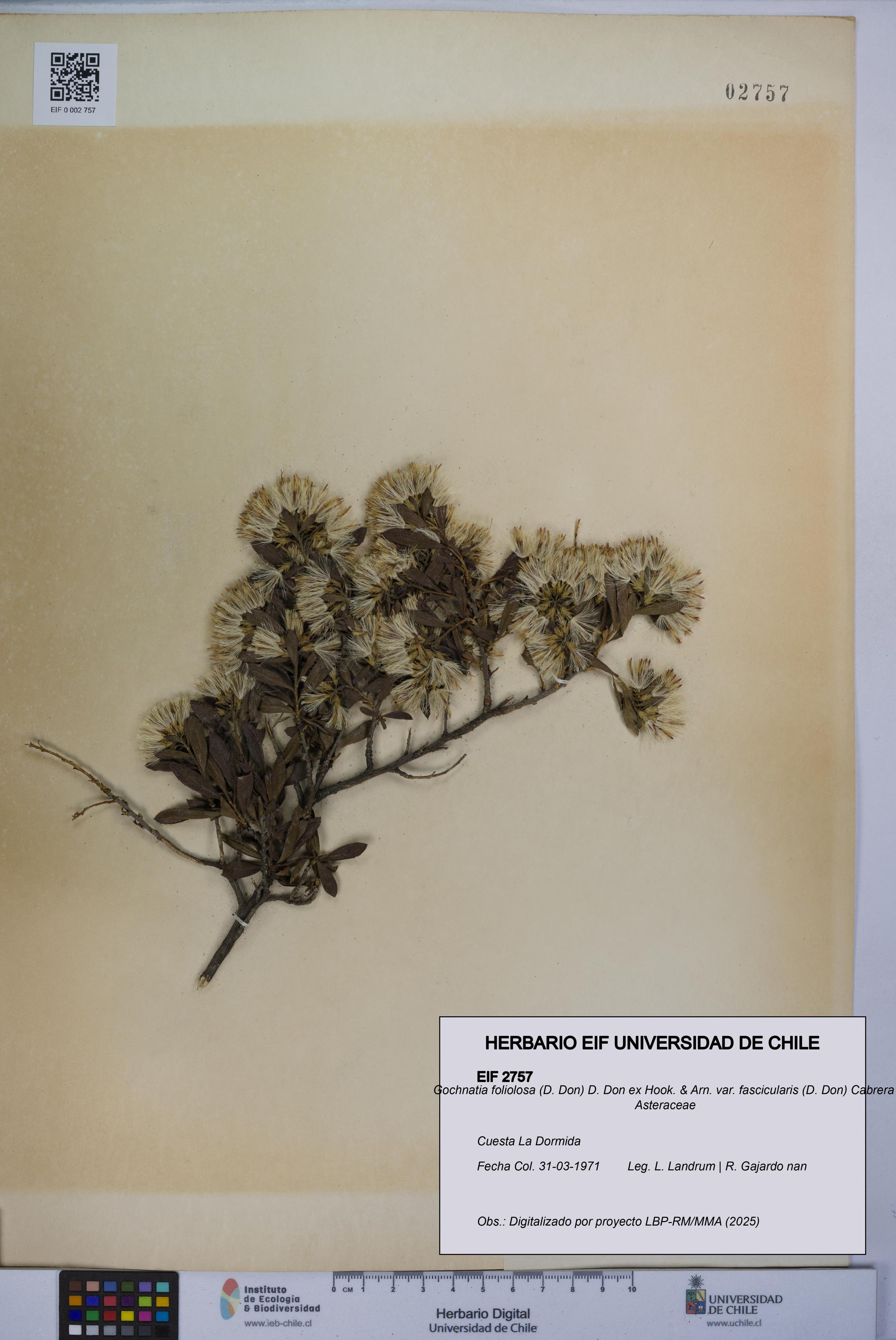 Gochnatia foliolosa var. fascicularis [Espécimen: UCH:EIF:0002757]