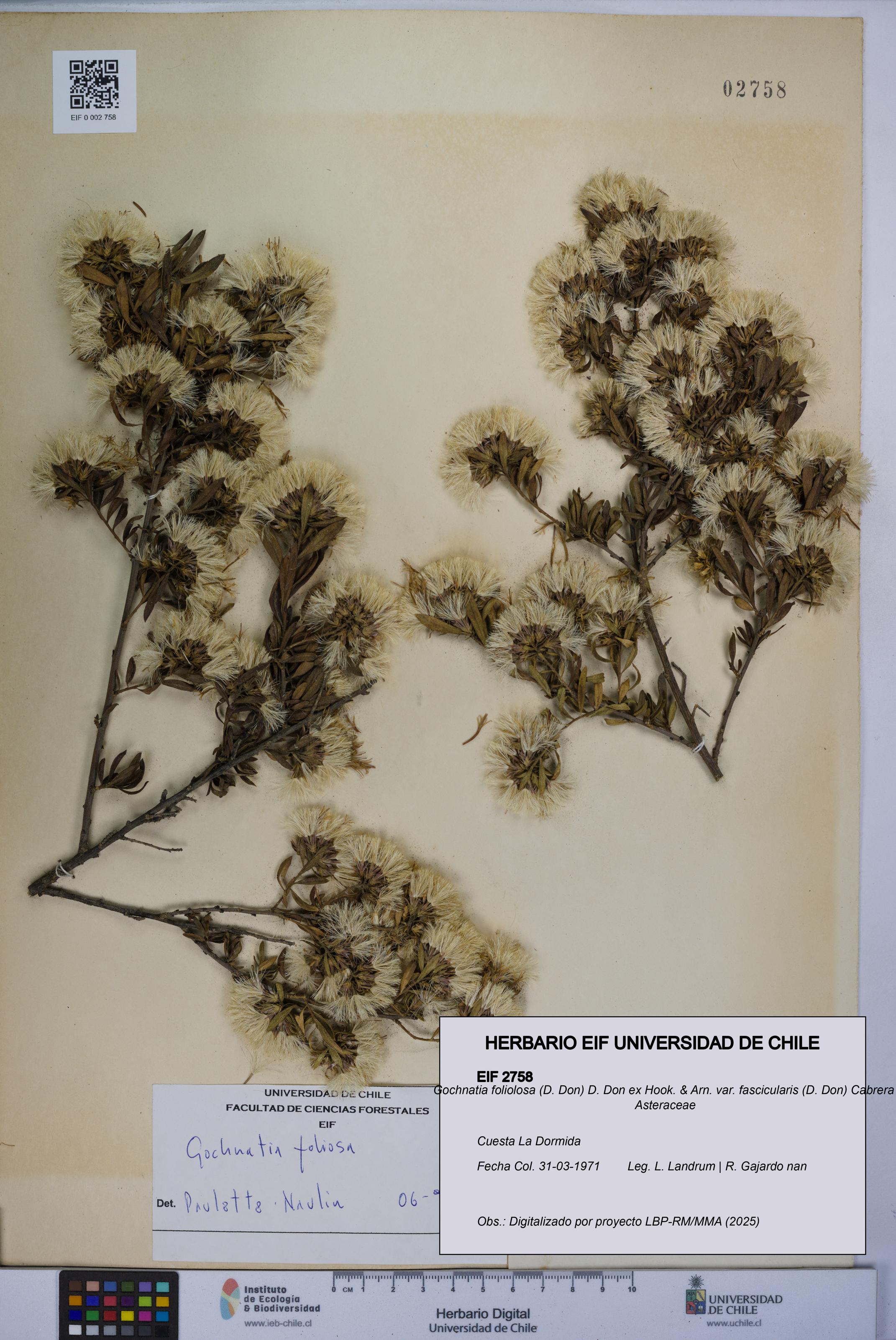 Gochnatia foliolosa var. fascicularis [Espécimen: UCH:EIF:0002758]